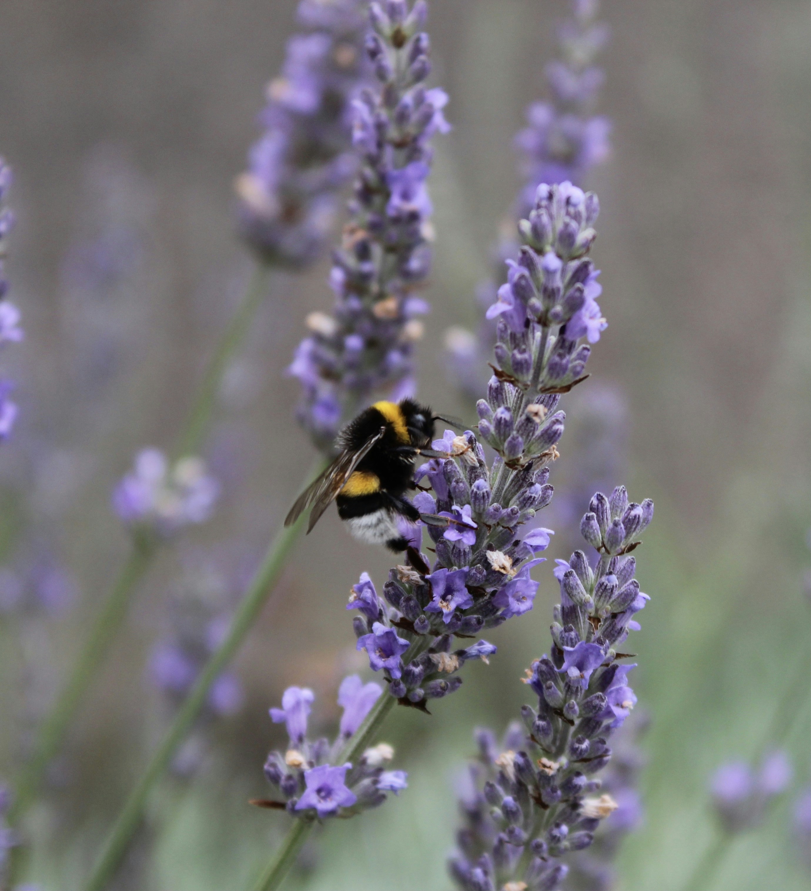 Photo by priscille_m