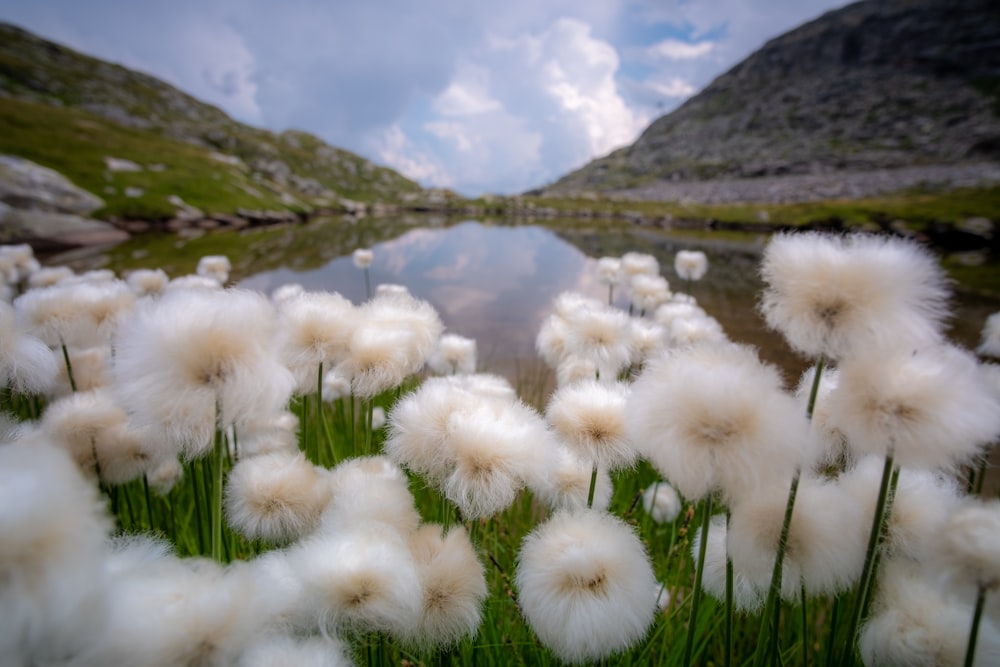 fiori bianchi di tarassaco vicino al lago e alla montagna durante il giorno