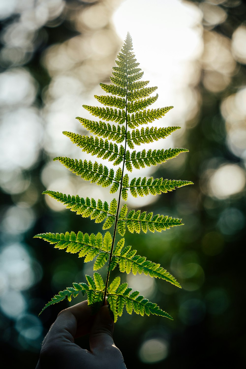 green leaf in tilt shift lens