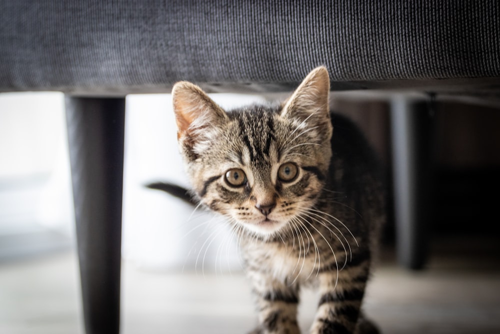 brown tabby cat on white table