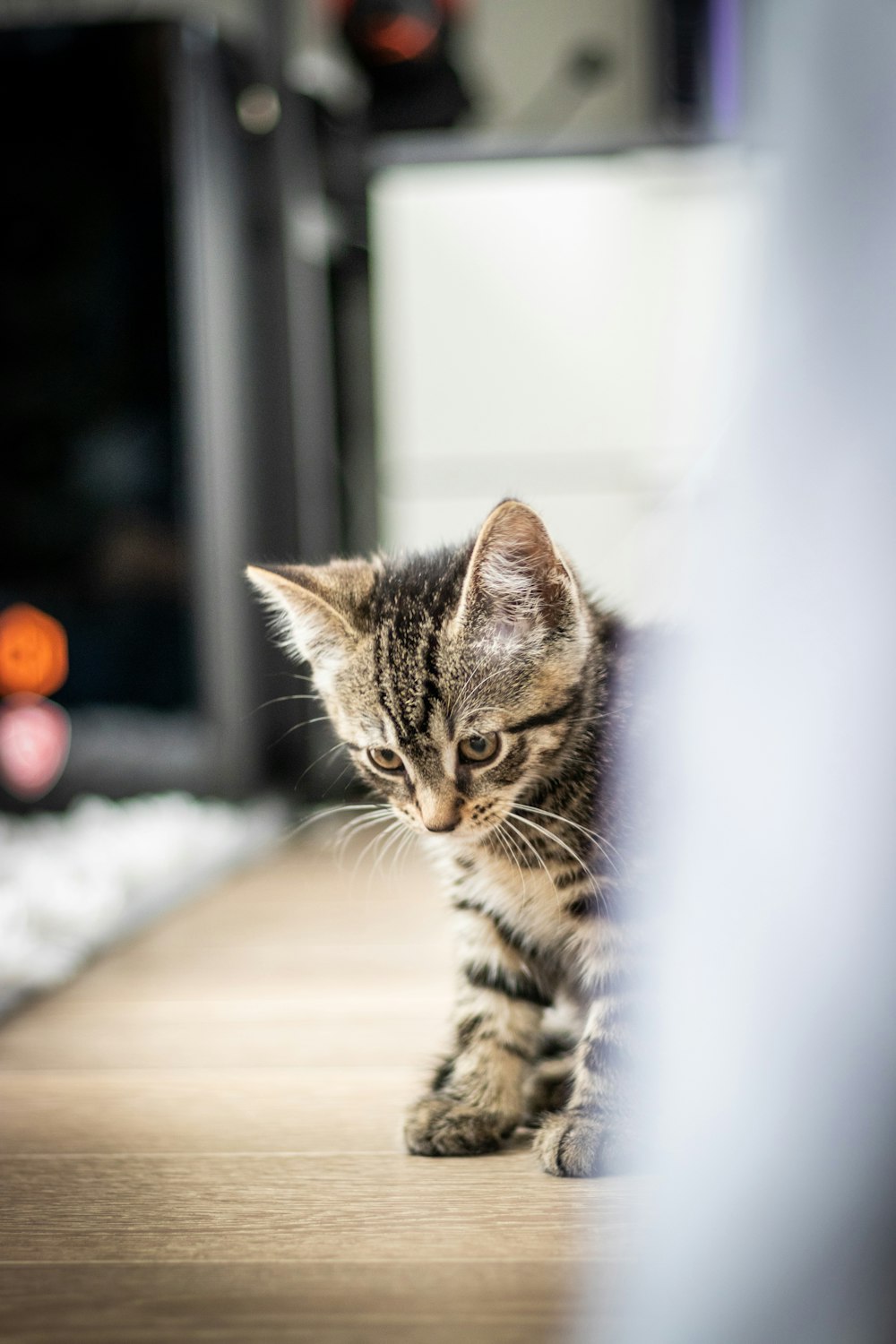 床に横たわる茶色のぶち猫