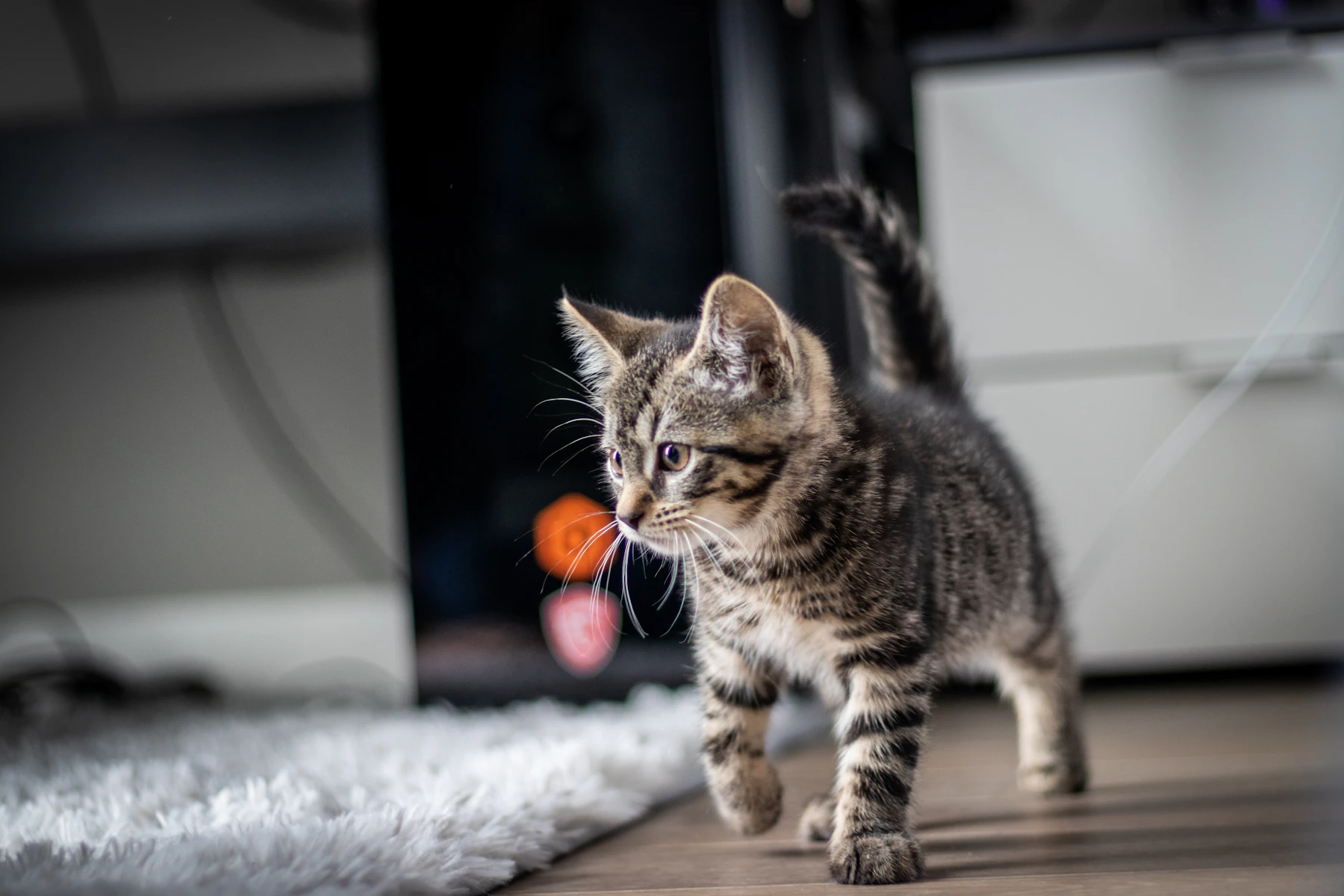 gửi mèo qua đêm đà nẵng
