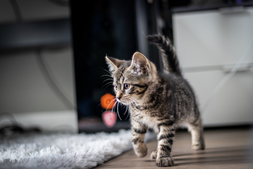 brown tabby cat on white textile