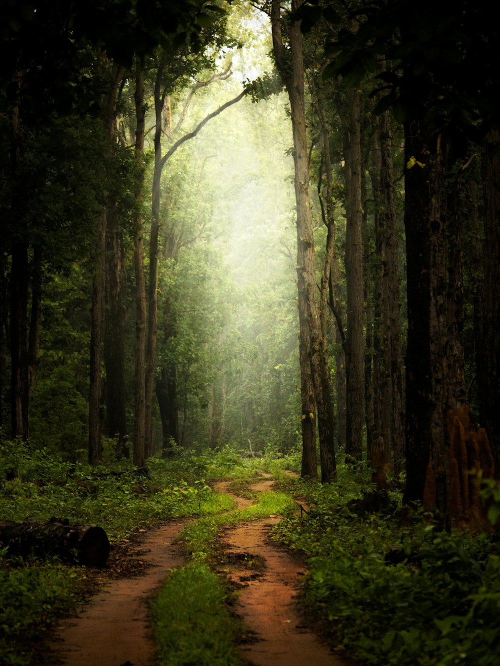 green trees on brown soil