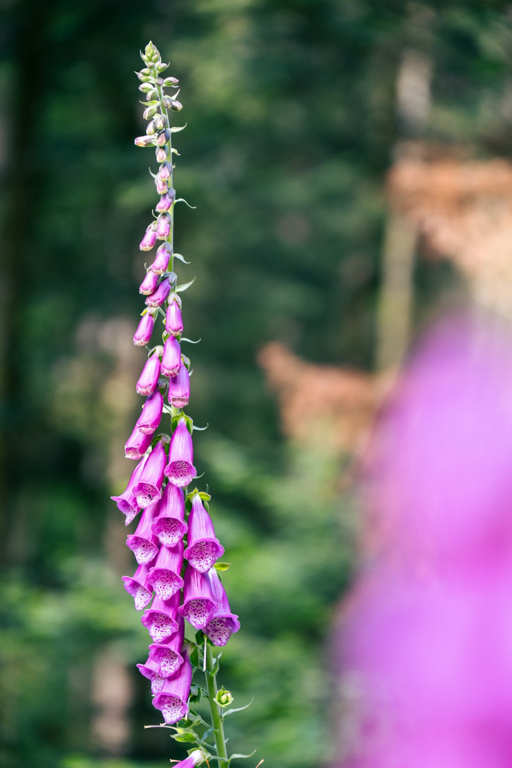 茶色の木の幹に紫色の花