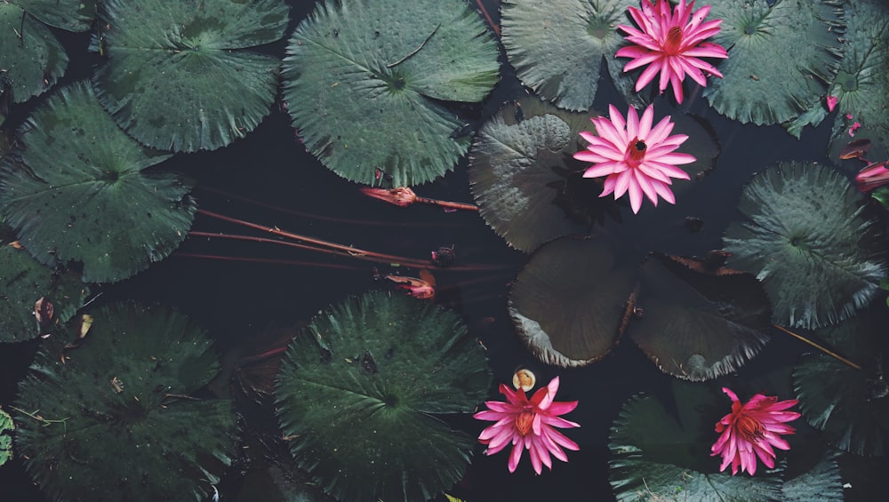 green and brown plant on water