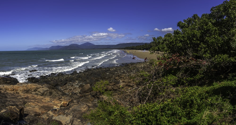 green trees near sea under blue sky during daytime