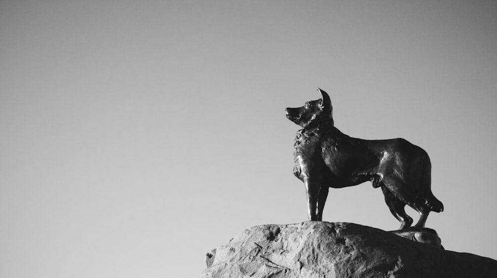岩の上の黒いショートコートの犬