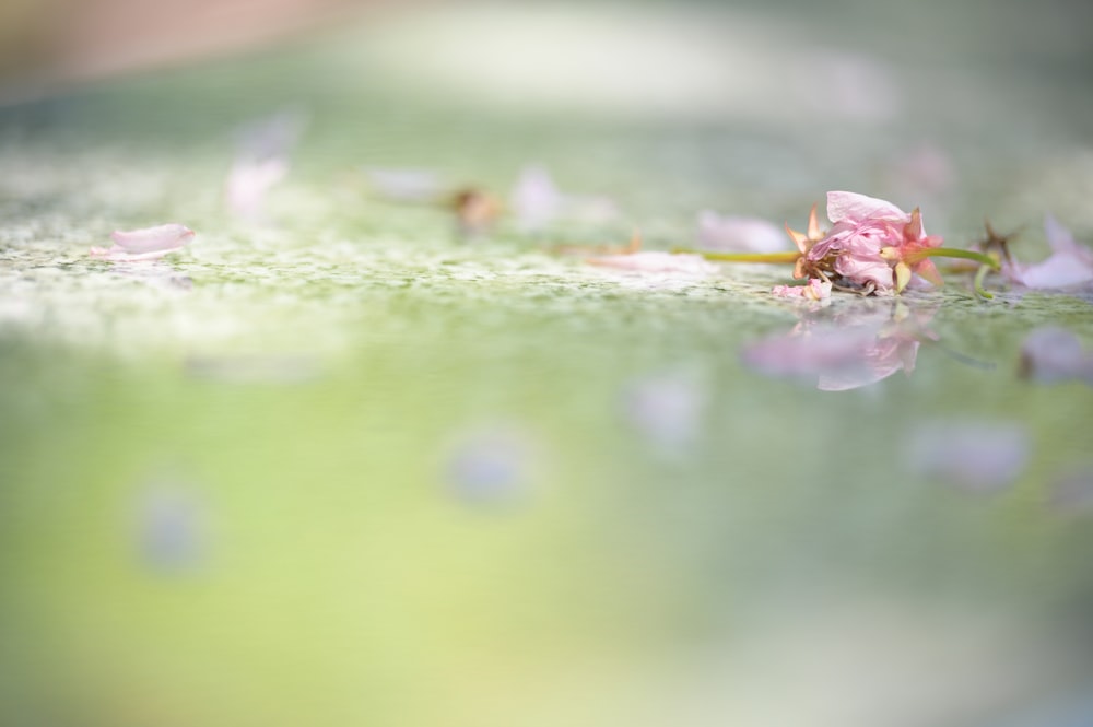 クローズアップ写真の緑の芝生の水露