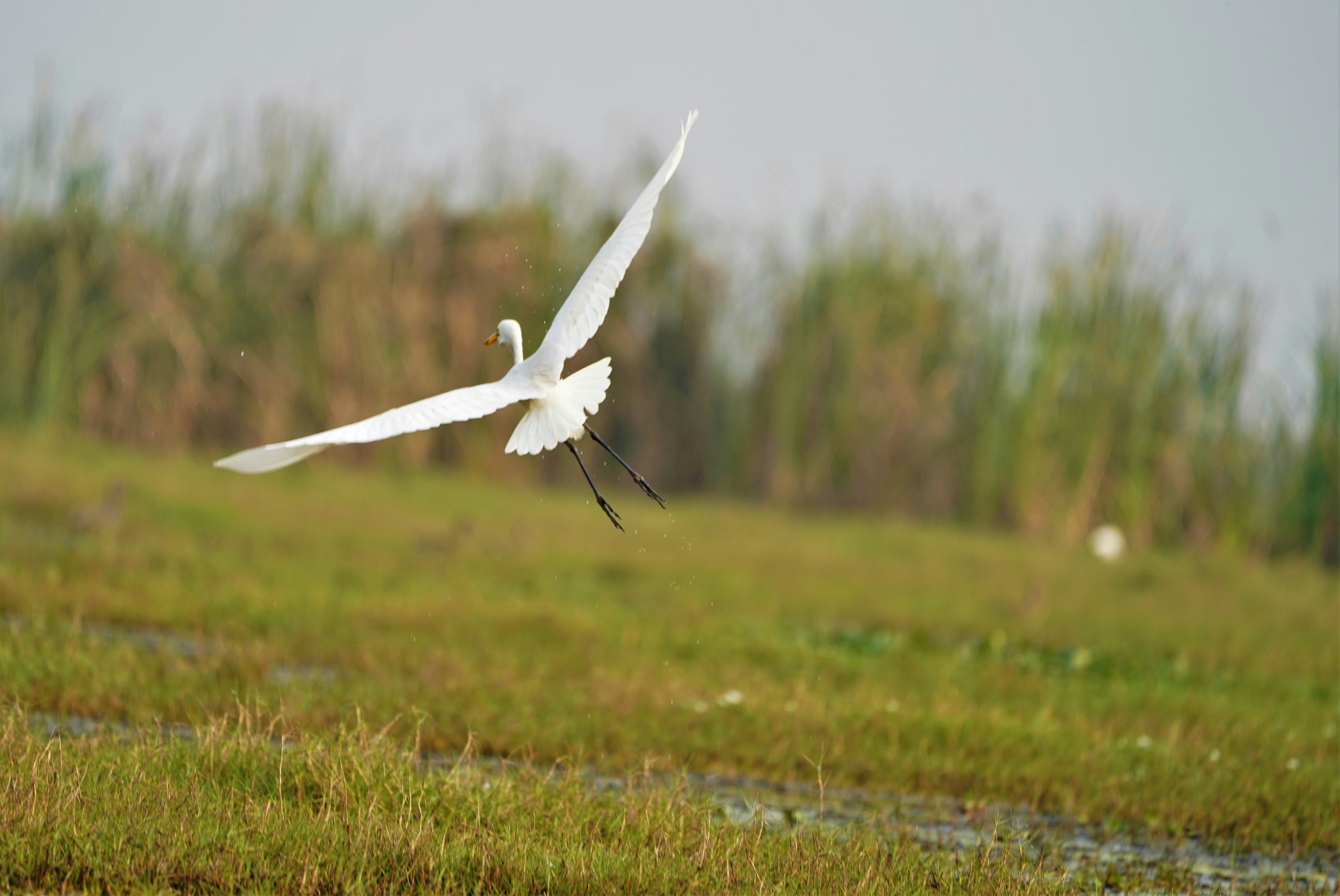 Photo by gulatineeta