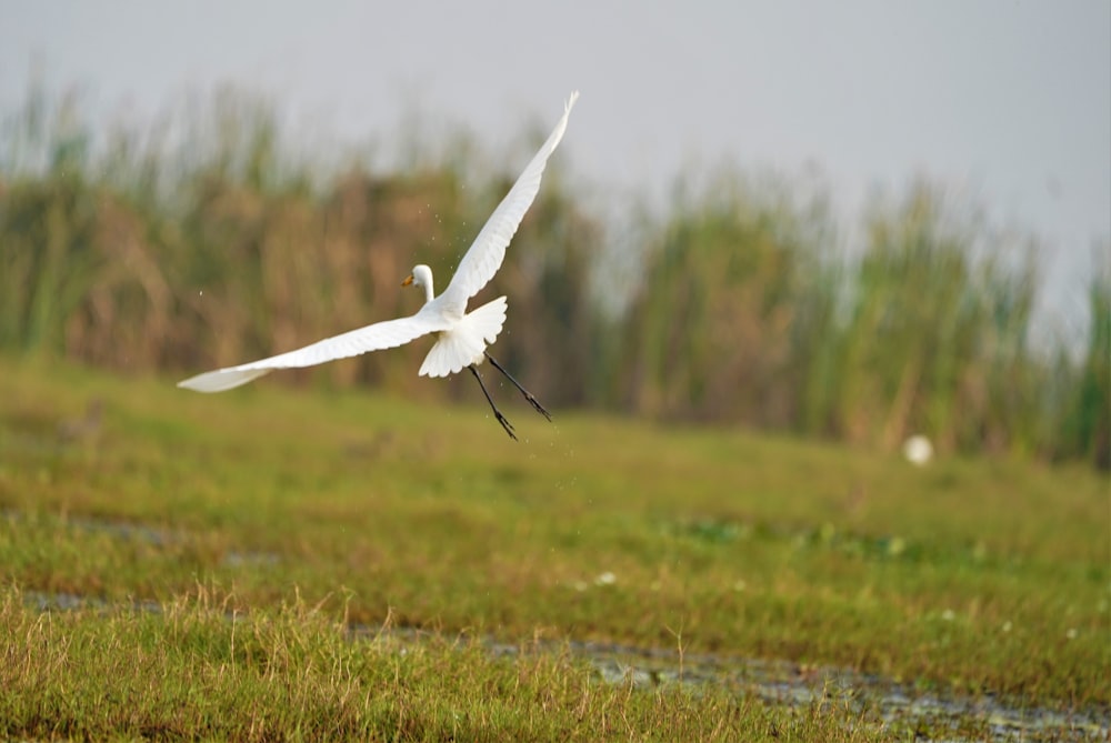 white bird flying over green grass field during daytime