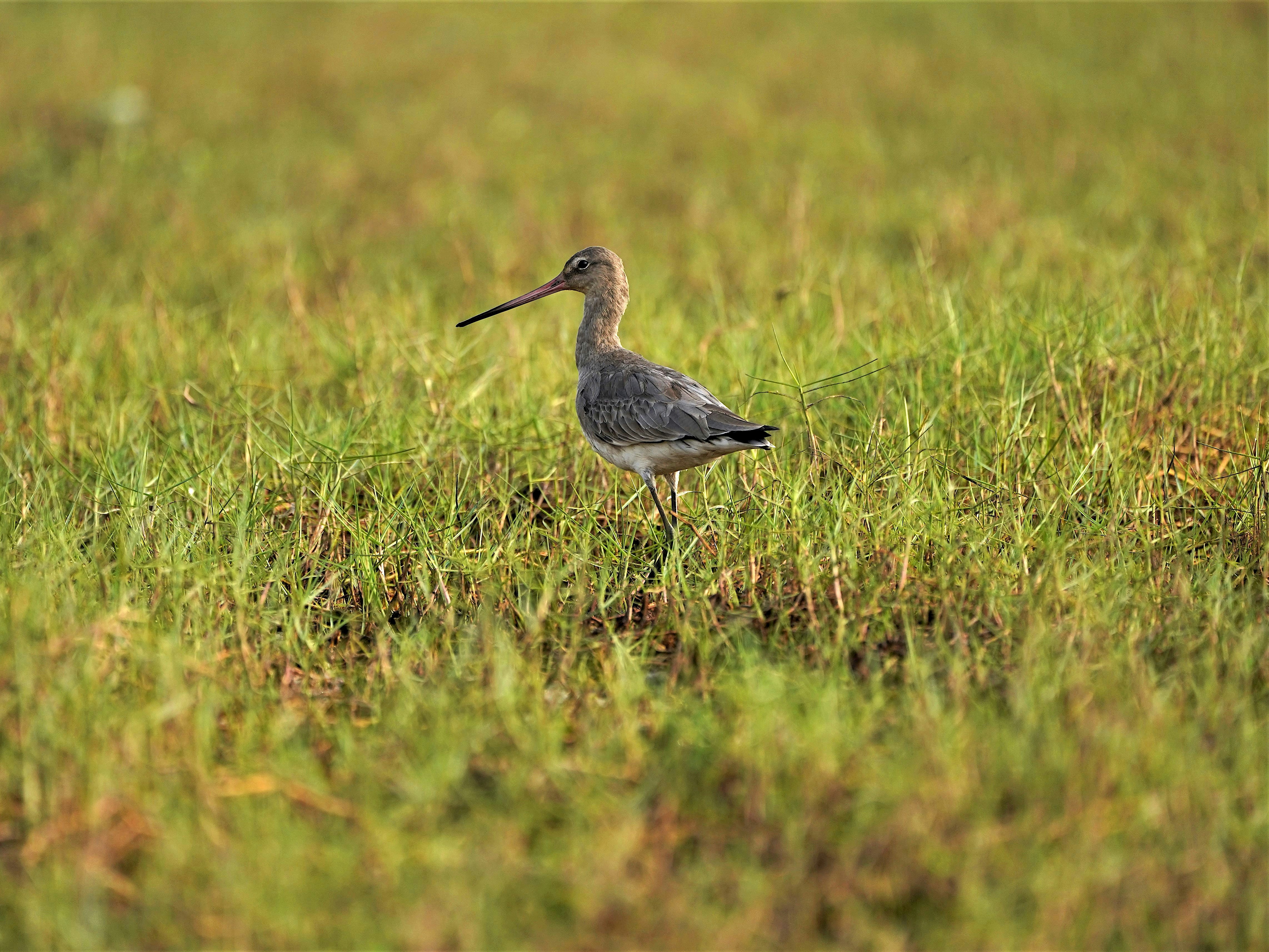 Photo by gulatineeta