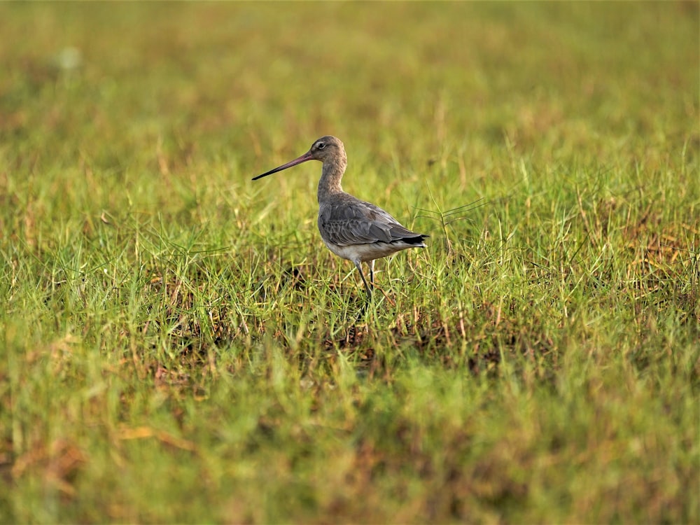 grey and black bird on green grass during daytime