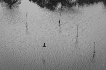 A black and white photograph capturing a serene water surface with ripples. Several posts protrude from the water, with one bird perched on a post and another bird in flight. Reflections of the posts and birds create subtle patterns on the water.