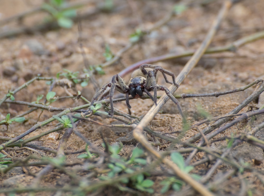 black spider on brown dried leaves