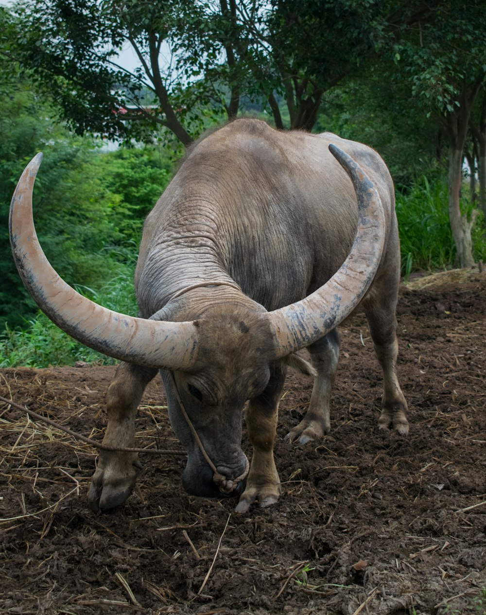 black water buffalo on brown soil during daytime