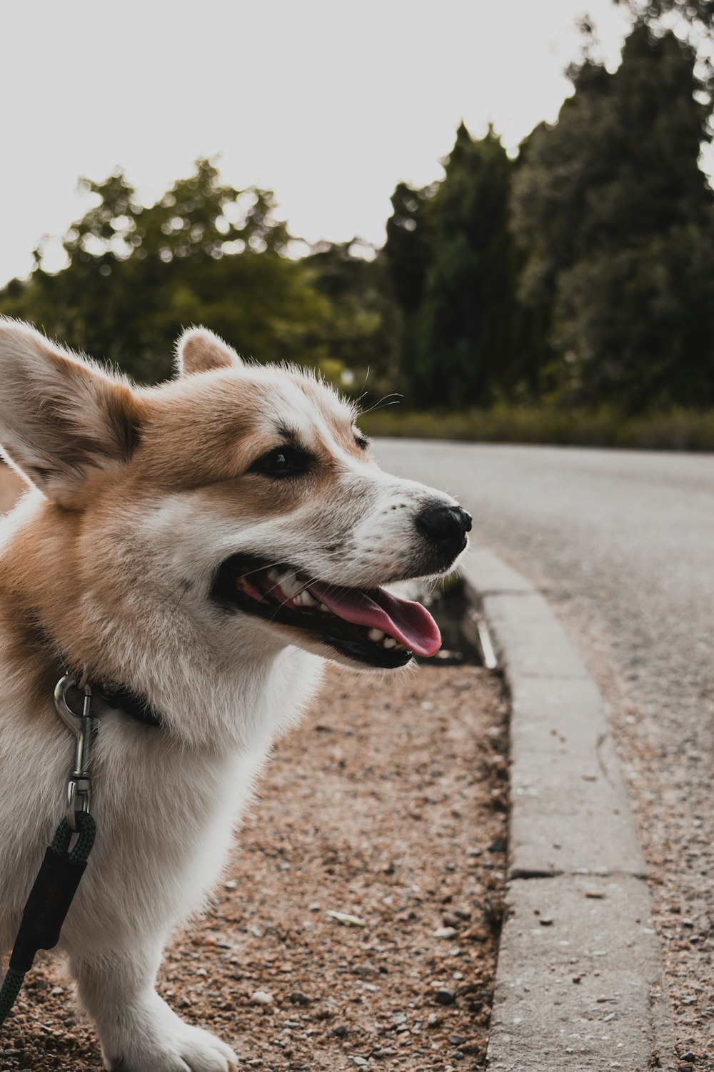 white and brown short coated dog on gray concrete road during daytime