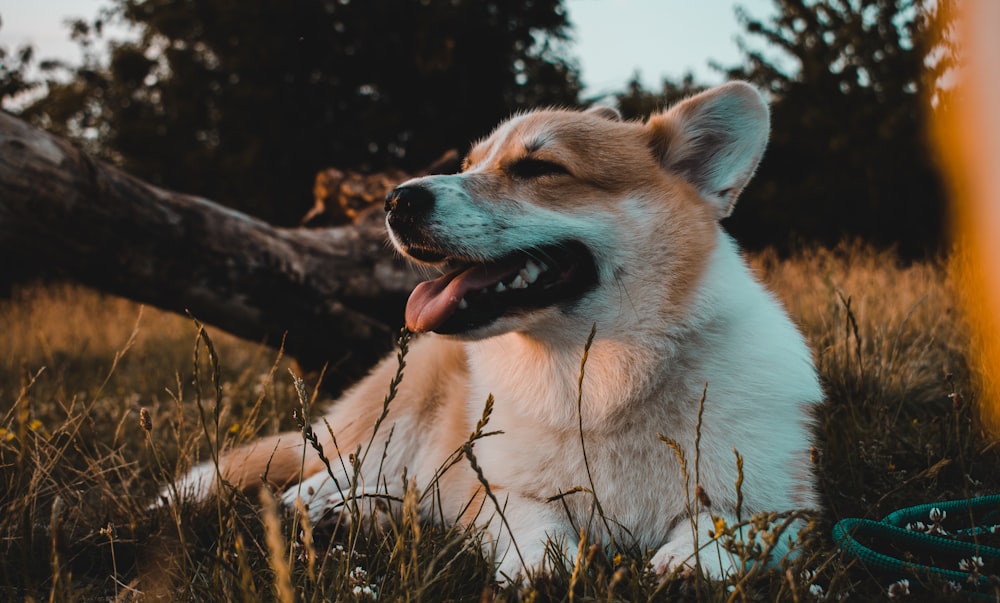 white and brown short coated dog lying on green grass during daytime