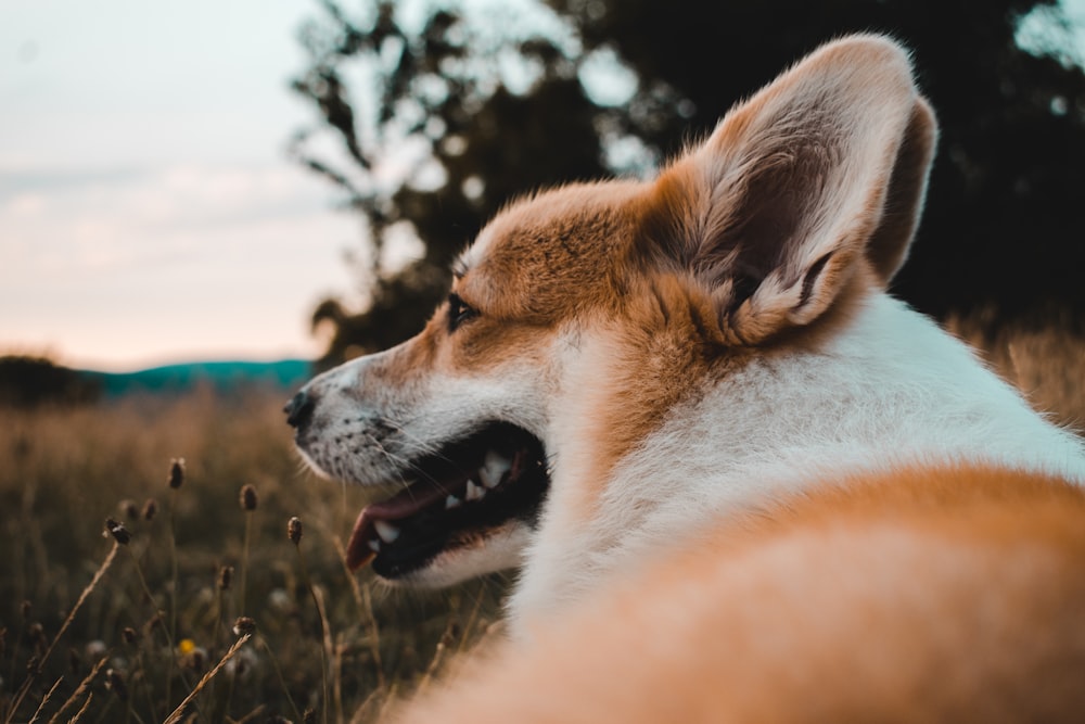 white and brown long coated dog on green grass during daytime