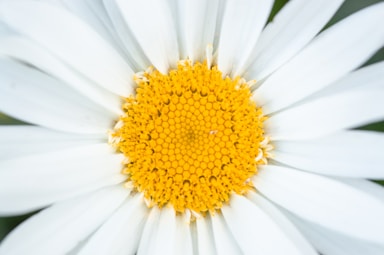 white and yellow daisy flower