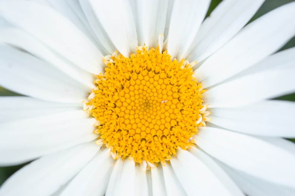 fleur de marguerite blanche et jaune