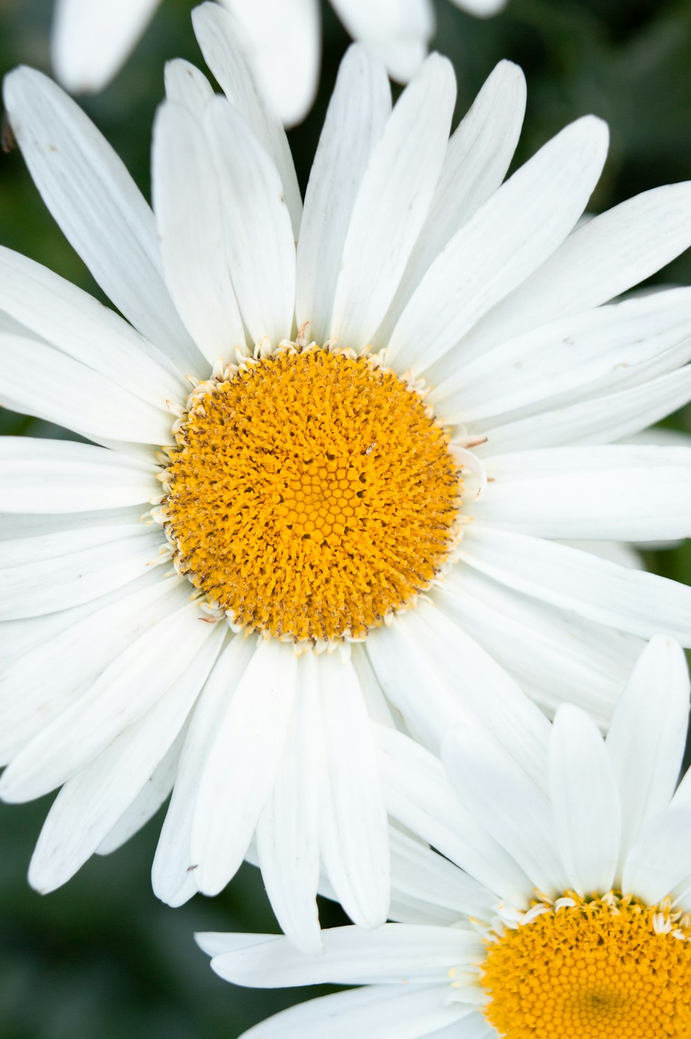 white daisy in bloom during daytime