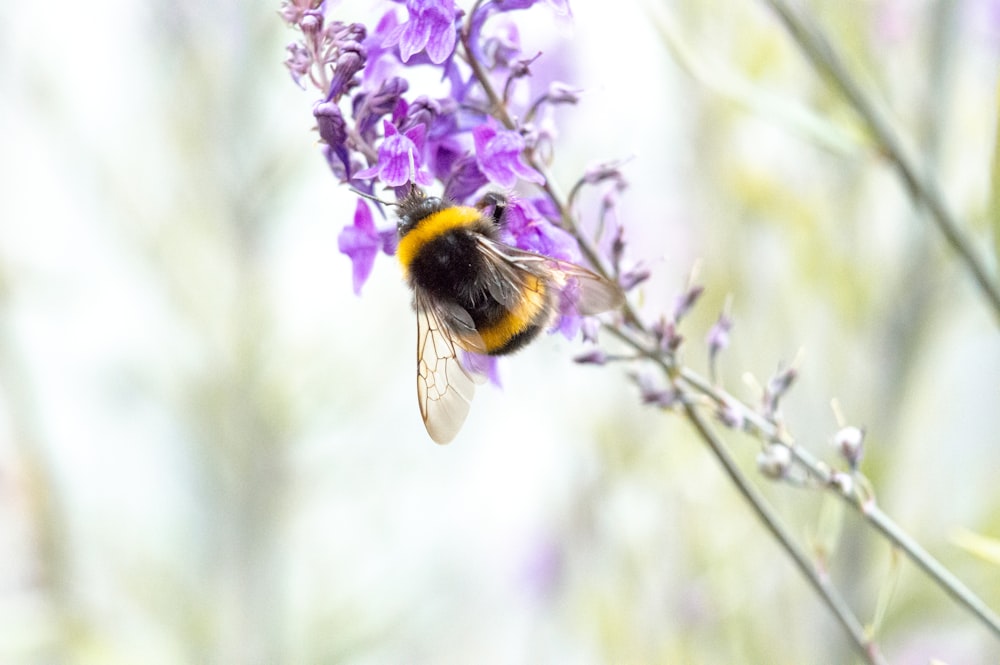 black and yellow bee on purple flower