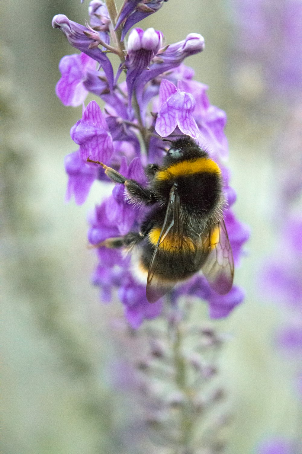 abeille noire et jaune sur fleur violette