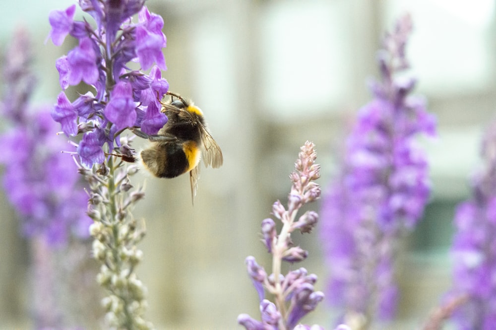 purple flower with black and yellow bee