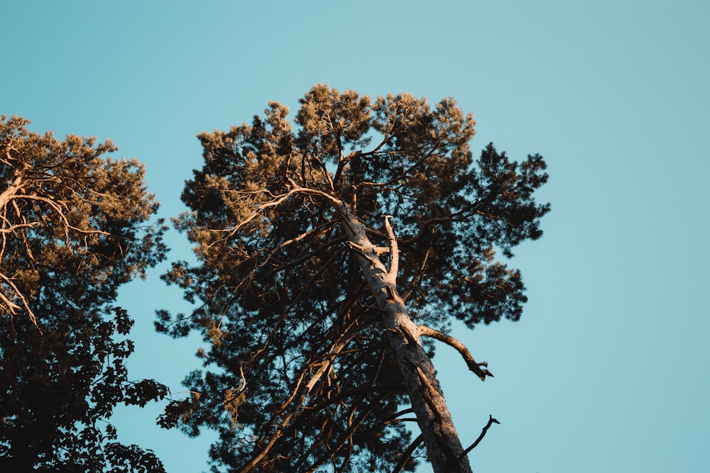 árbol marrón bajo el cielo azul durante el día