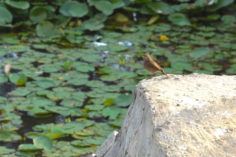 brown bird on gray rock