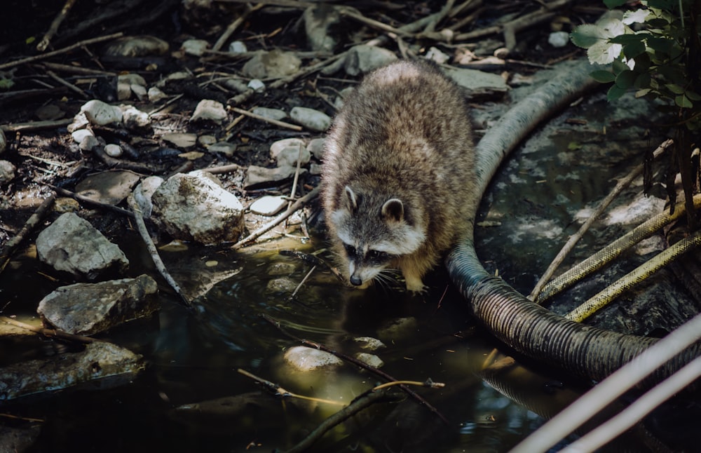 Braunes und weißes Eichhörnchen am braunen Ast