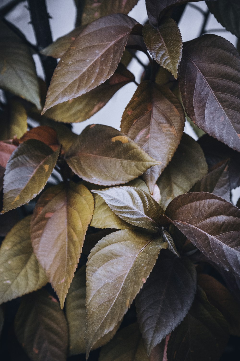 brown and green leaves during daytime