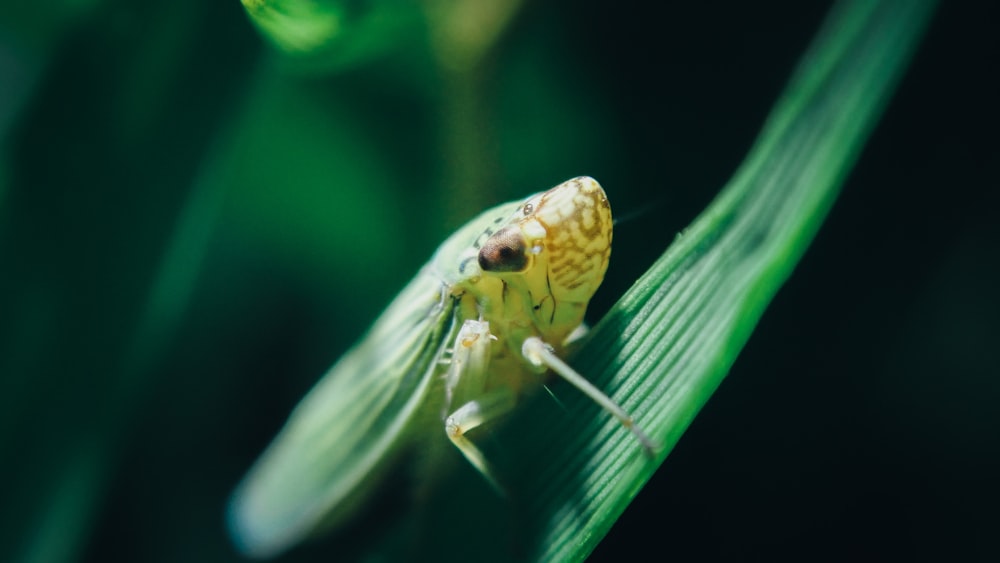 green grasshopper perched on green leaf in close up photography during daytime