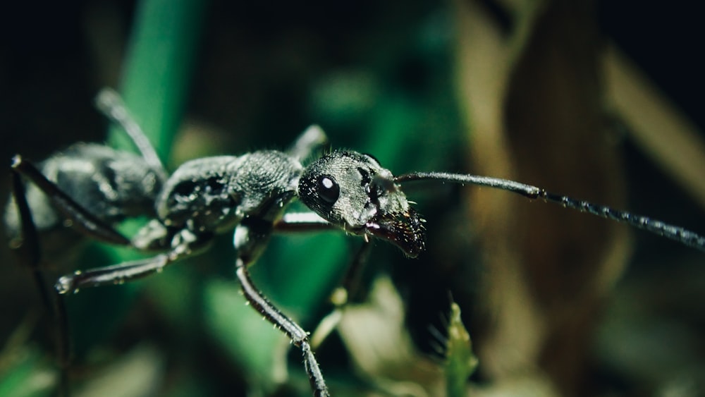 black and white ant on green leaf