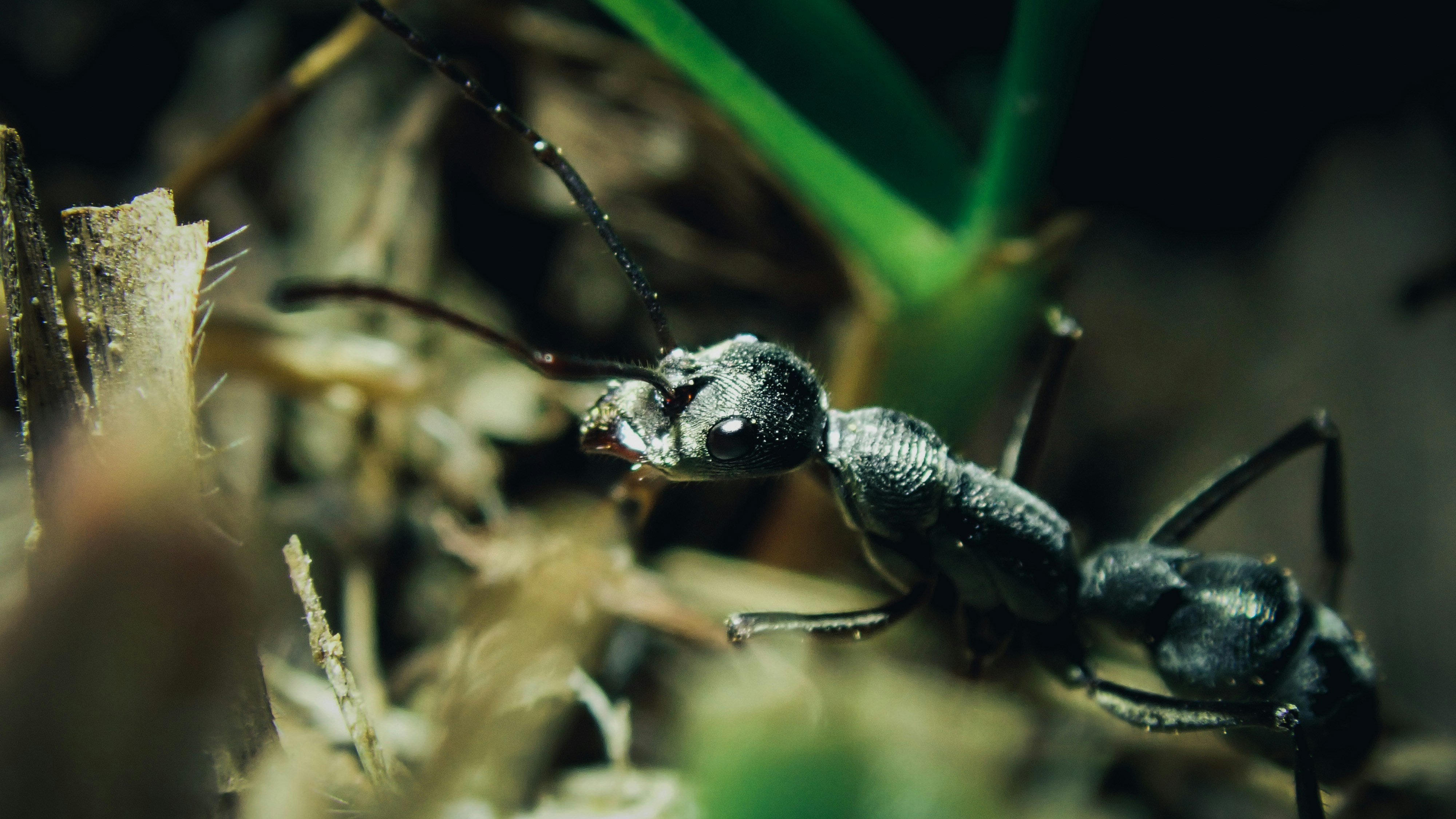black and brown ant on green leaf