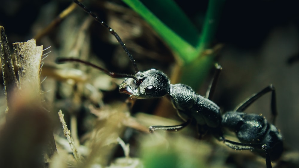 black and brown ant on green leaf