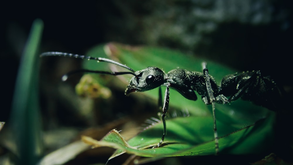 schwarze Ameise auf grünem Blatt