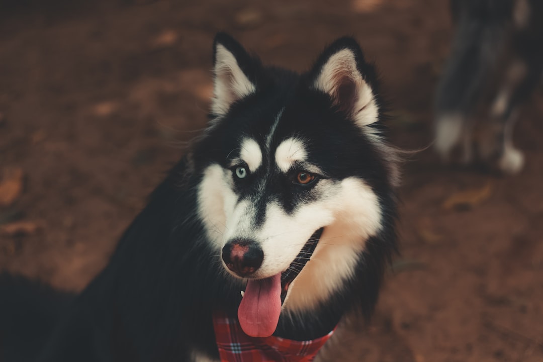 black and white siberian husky