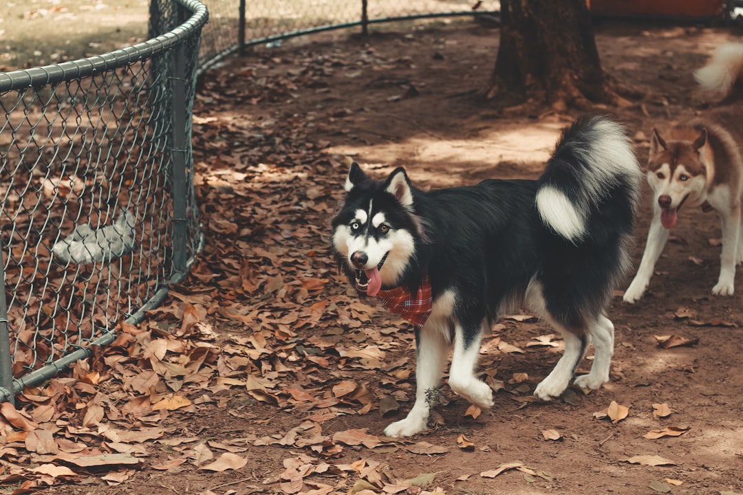 black and white siberian husky puppy