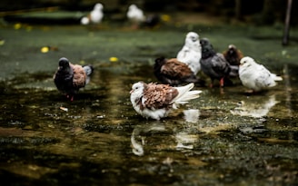 A group of pigeons standing on a wet, mossy surface surrounded by shallow water. The foreground features a prominently detailed brown and white pigeon, with others in varying shades of grey, brown, and white scattered behind. Yellow leaves are sporadically placed on the wet ground, adding contrast.