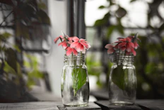 Glass jar filled with clear floral hydrosol next to blooming flowers on wooden table