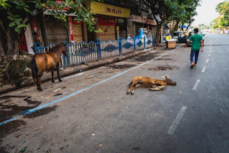 A sturdy, heavy cow standing calmly in a lively urban street.