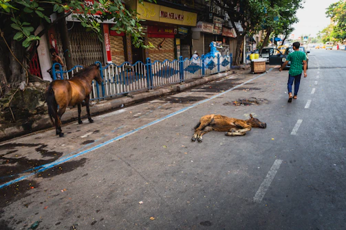 A sturdy, heavy cow standing calmly in a lively urban street.