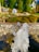 Clear water droplets are frozen in motion as they rise into the air against a natural background, with greenery and stones suggesting an outdoor garden setting. The sunlight catches the water, creating shimmering reflections.