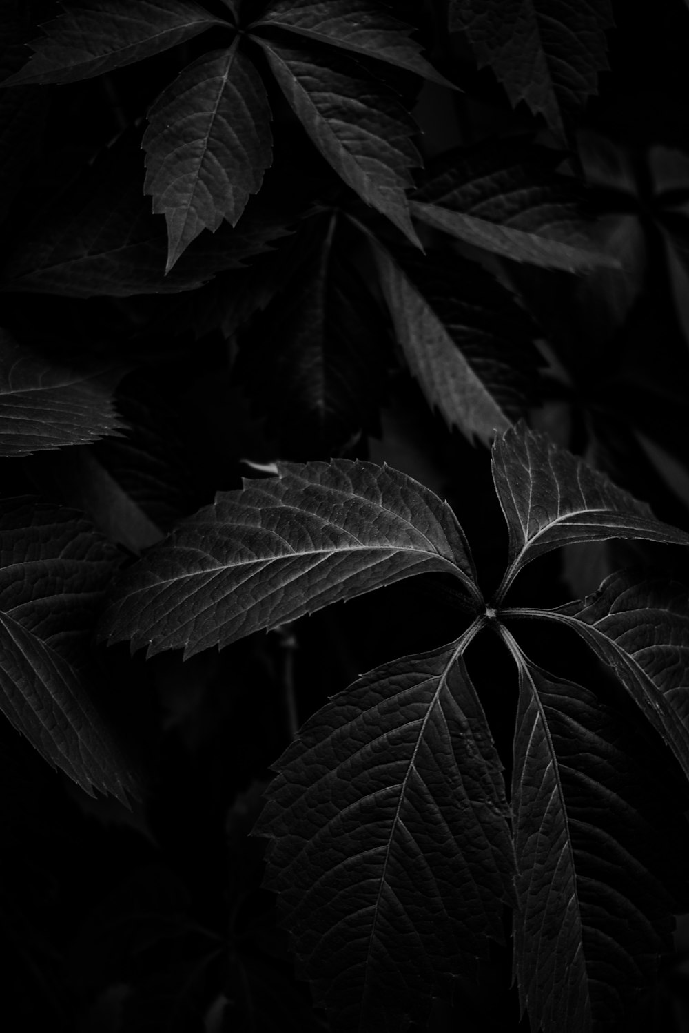 grayscale photo of leaves in dark room