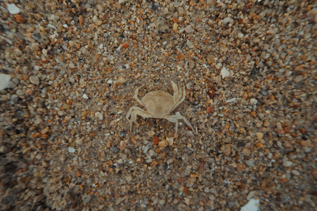 brown crab on brown and black pebbles