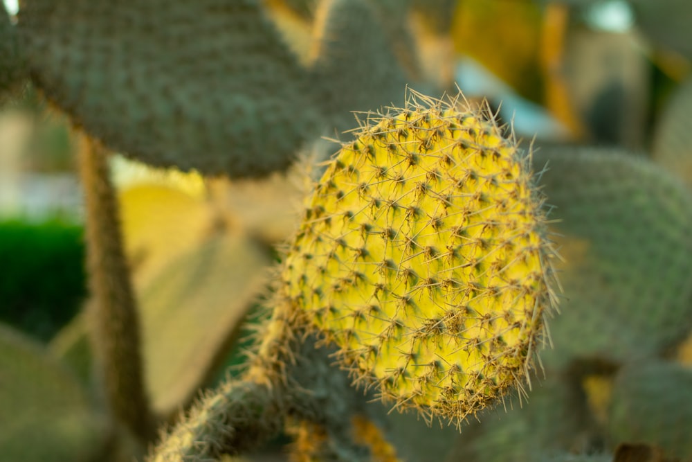 yellow and green cactus in close up photography