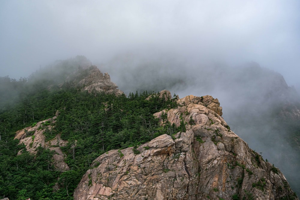 green trees on brown rocky mountain during foggy day