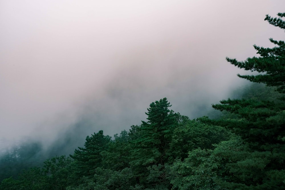 green trees covered with fog